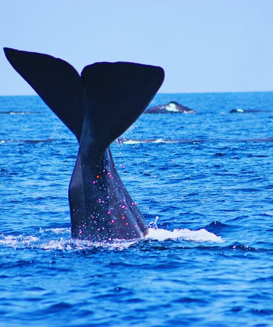 Whale Watching in Mirissa