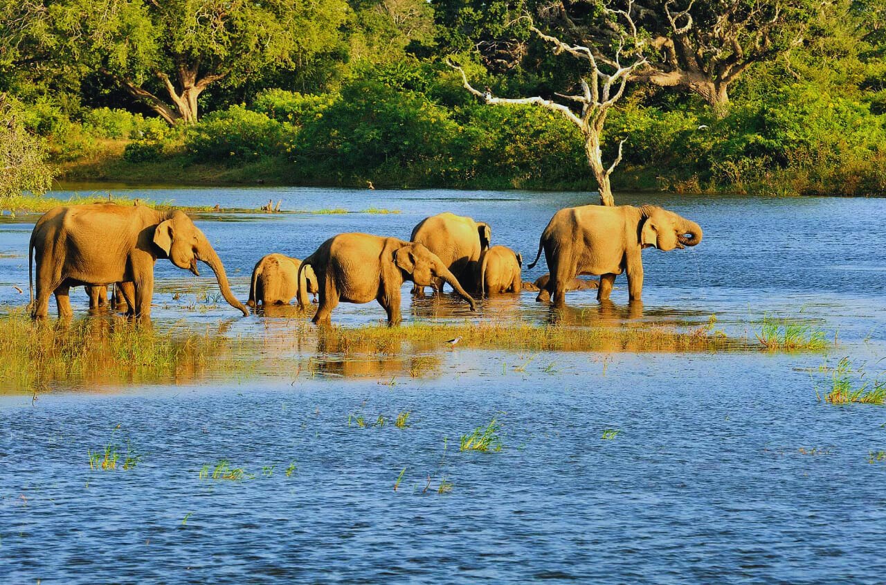 Bundala National Park