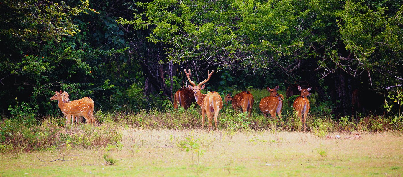 Kumana National Park