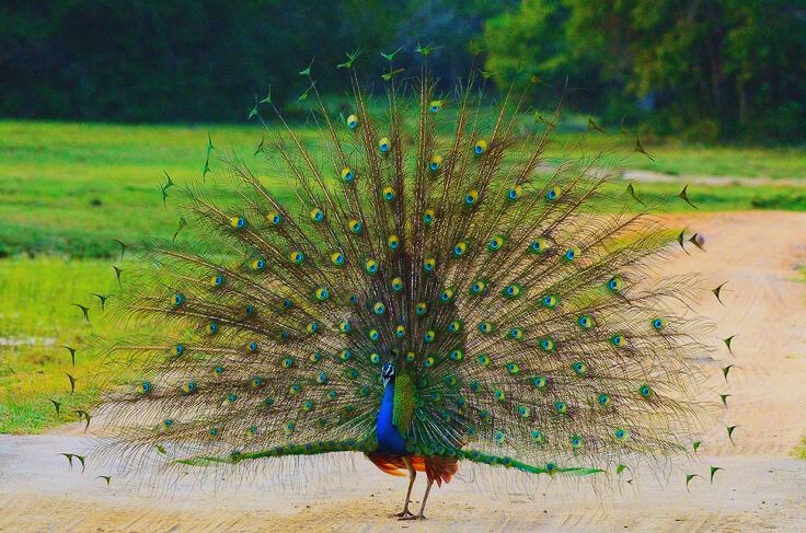 Kumana National Park