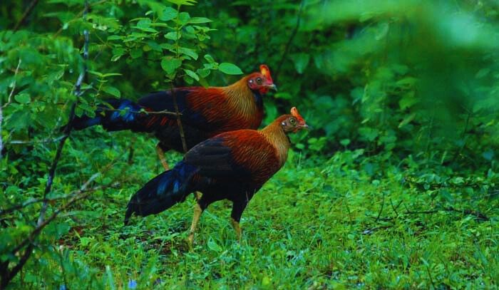 Yala National Park