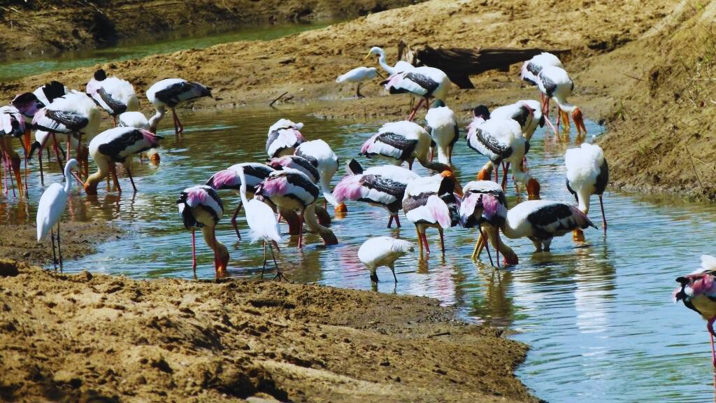 Udawalawe National Park